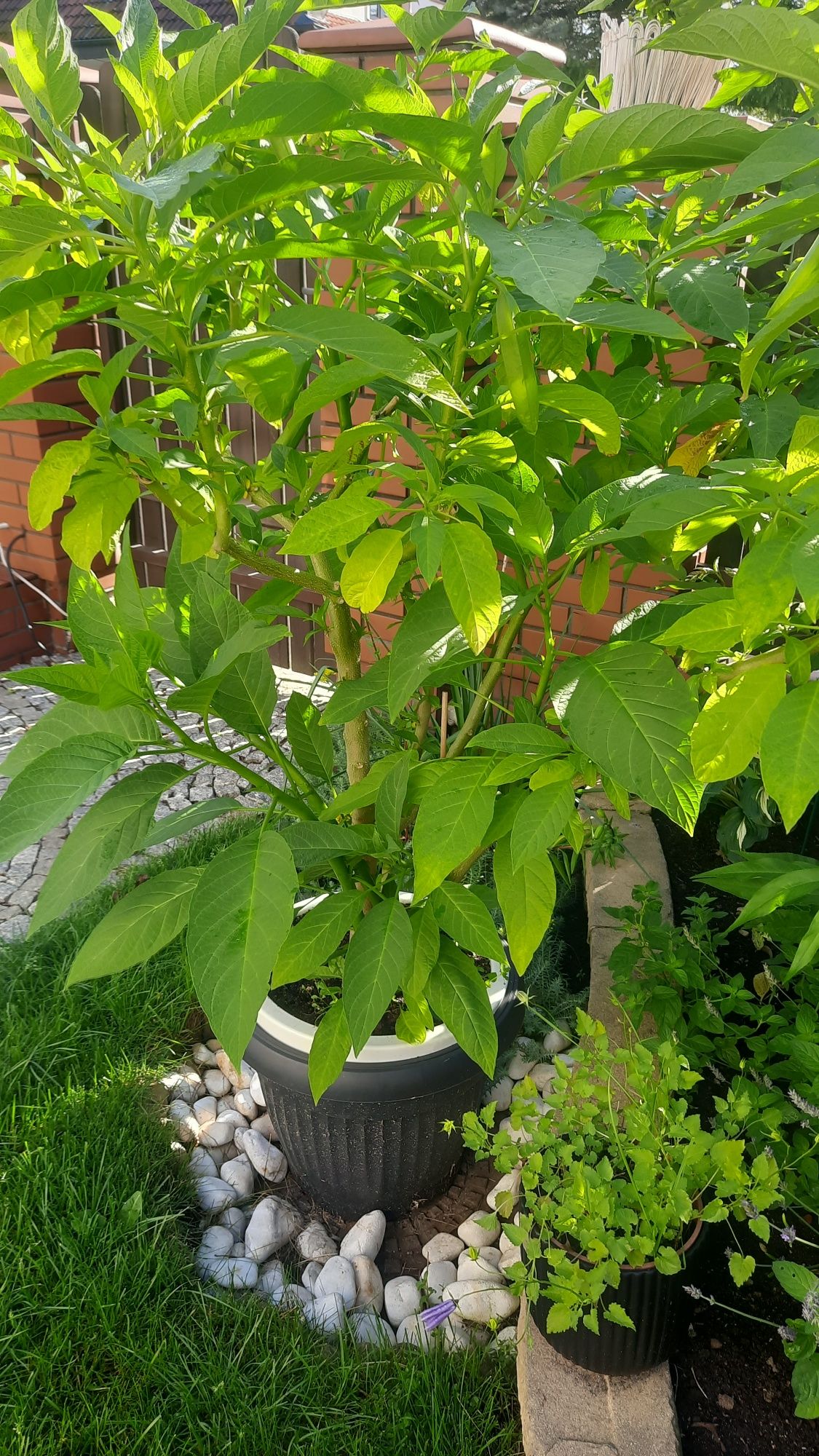 Kwiat datura około 150 cm