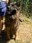 Piesek do adopcji SZAFIR