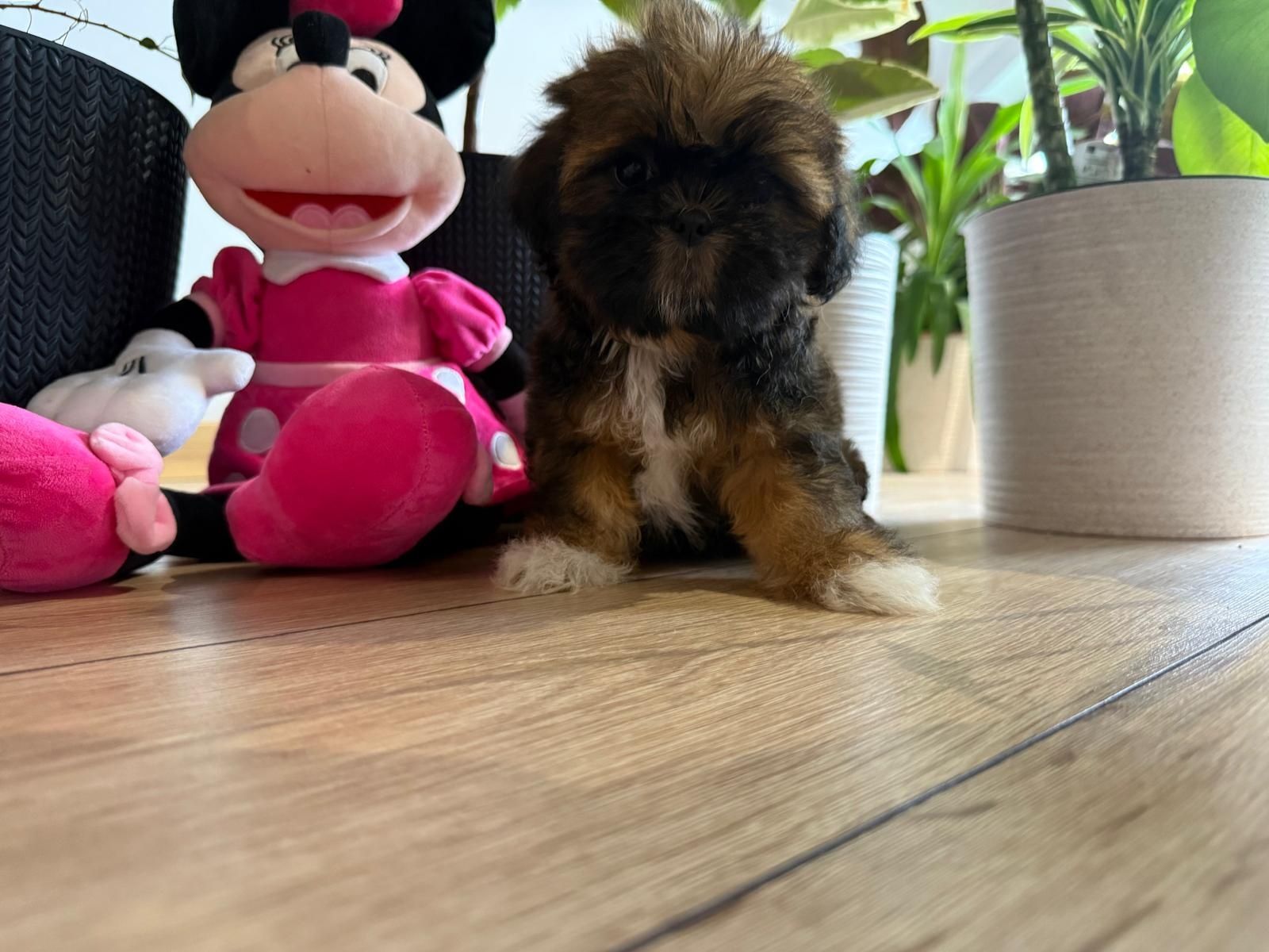 Shih tzu brazowa suczka