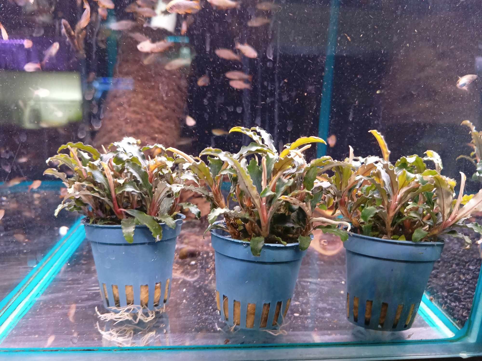 Bucefalandra od Neon Zoo