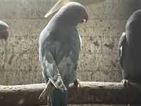 ringnecks aves novas