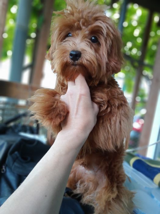 Мальтіпу F2 редбраун,веселунчик.