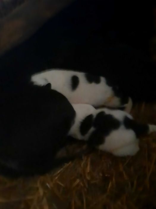 Mammalepieskioddamzadarmoodfobedamaleproszeokontakt