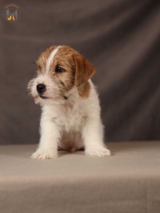 Jack Russell Terrier ZKwP  piesek po CH.PL