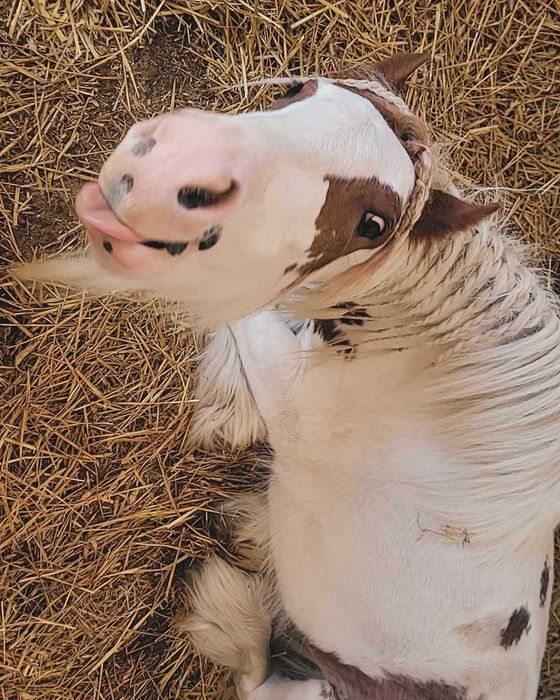 Sprzedam  klacz  rasy tinker