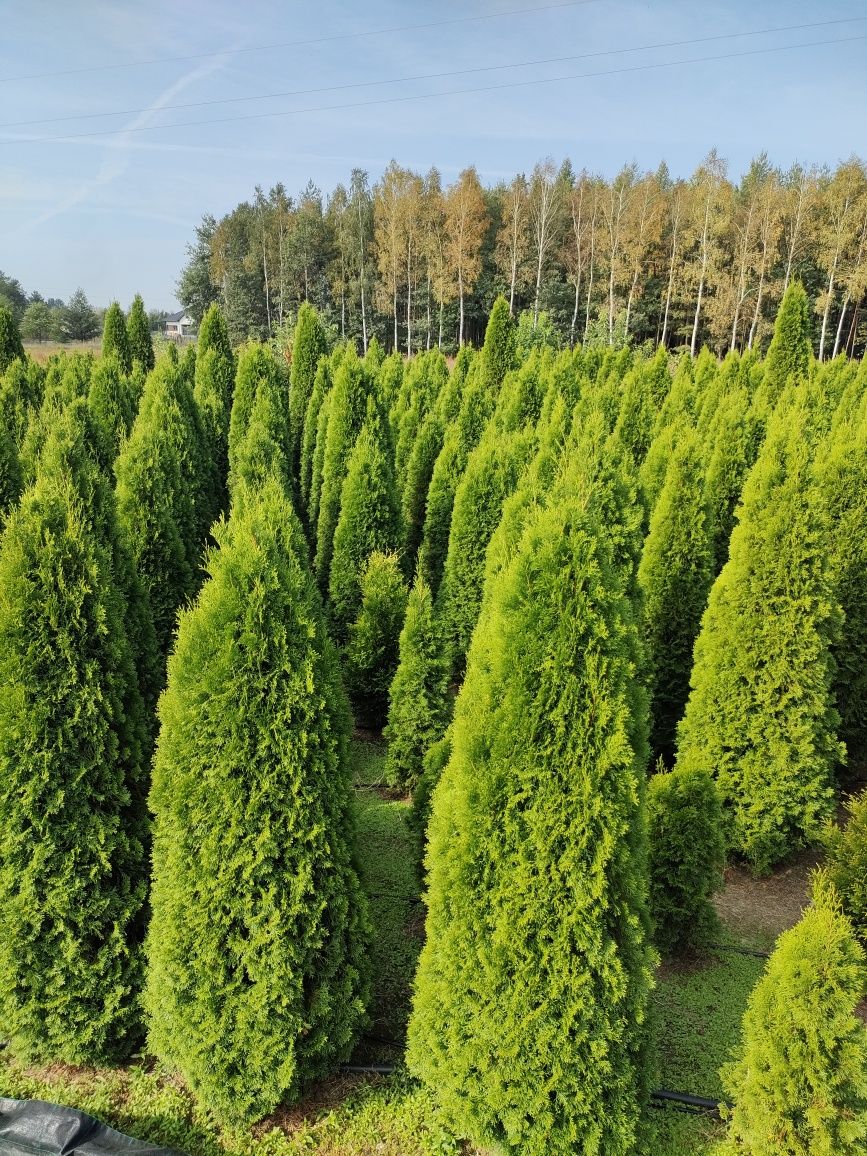 Tuje Tuja stożkowa szmaragd od 100 cm w doniczce do wysokich drzew z g