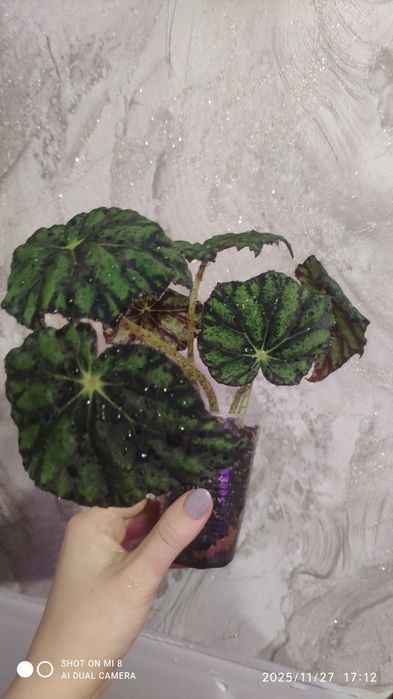 Бегония Тигровая, фикус Белиз и Абиджан