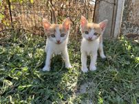 Котята (кошенята)
