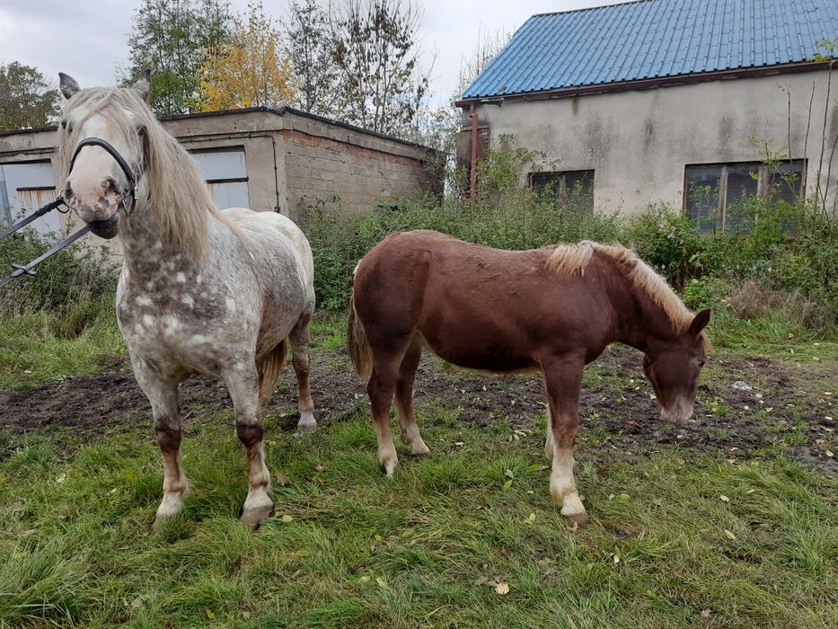 Klacz Zimnokrwista ze źrebakiem