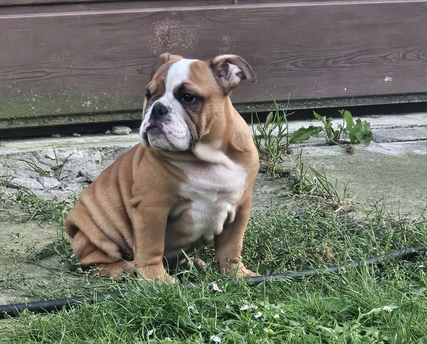 Buldog Angielski - suczka