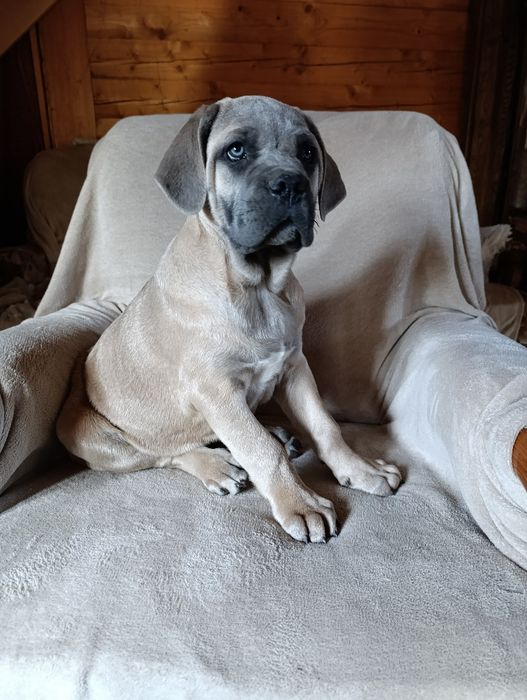Pies szczeniak Cane Corso