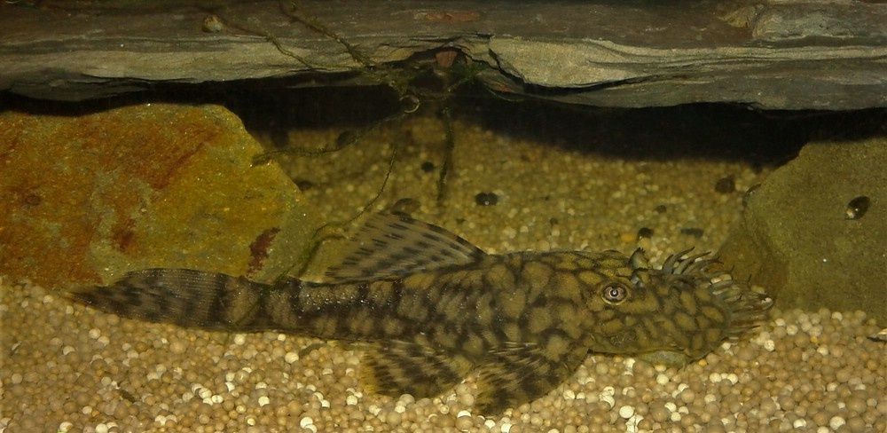 ZBROJNIK: Ancistrus sp. L 393 " Madre de Dios"