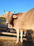 Młoda krowa, Brown Swiss