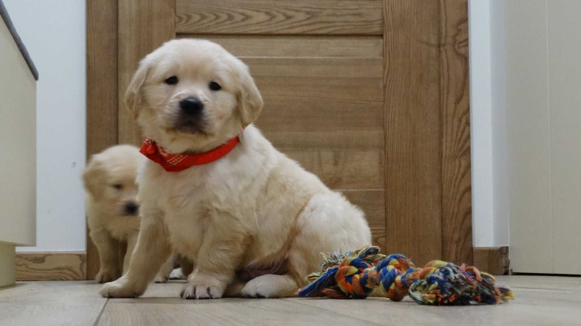 Golden retriever piesek