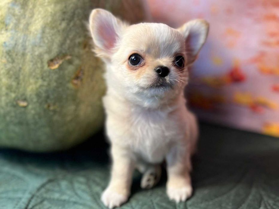 Szczeniak Chihuahua długowłosy BEŻOWY z białymi znaczeniami