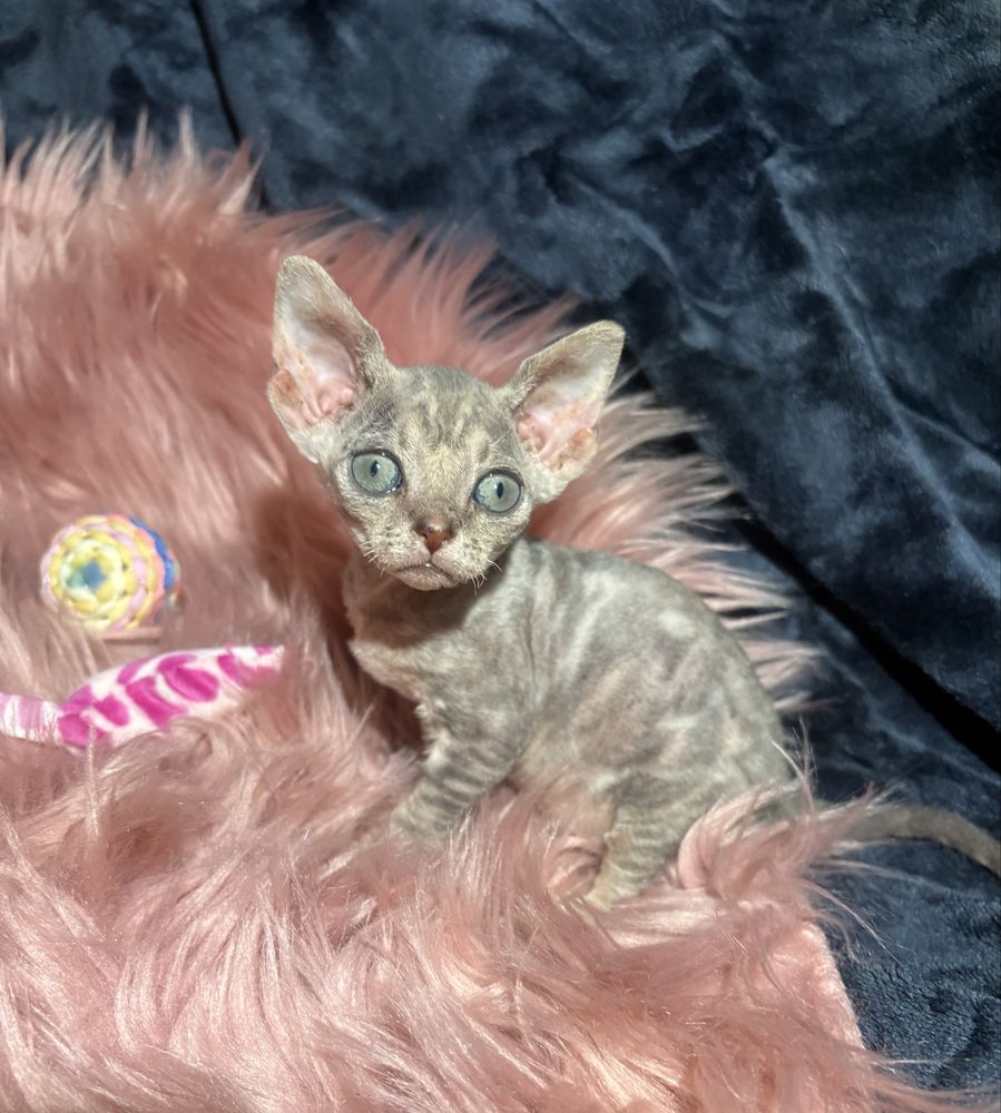 Ganesha przepiękna kotka devon rex PZF