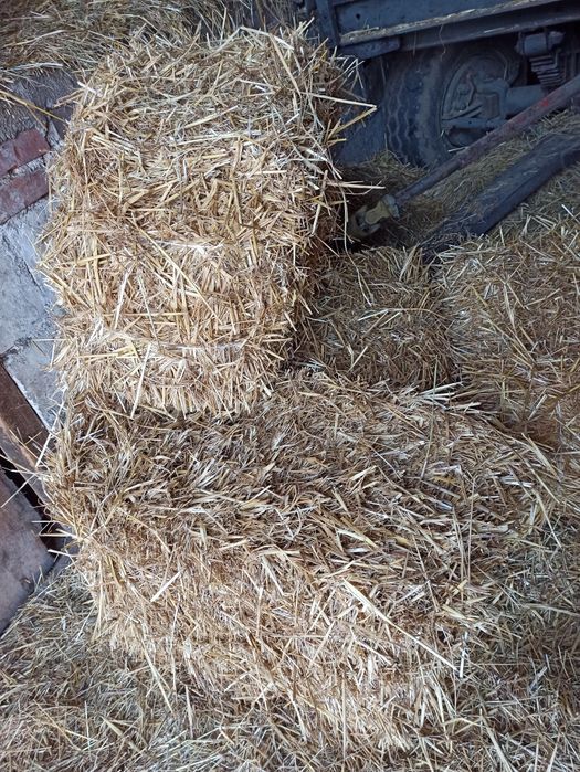 Słoma pszenna w kostkach