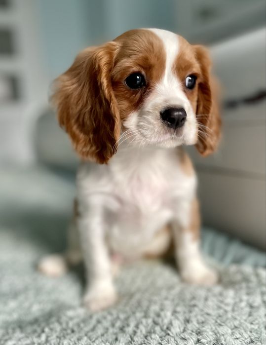 Cavalier king charles spaniel/samiec