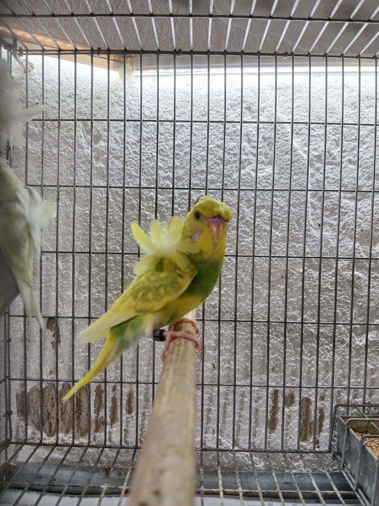 Periquitos Hagoromo Spangle