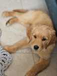 Golden retriever Rudy Samiec 12 tyg możliwość wyr paszportu