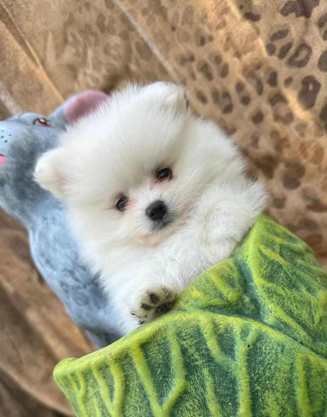 Lulu da Pomerânia macho Anao