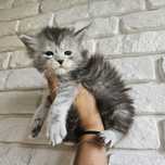 Koteczka Maine coon rodowód Fpl do hodowli,  hodowlany