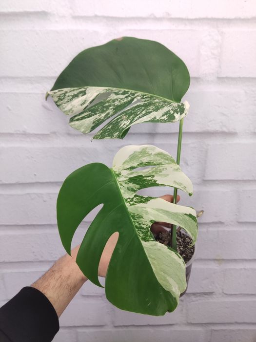 монстера варієгатна колекційні рідкісні monstera adansonii