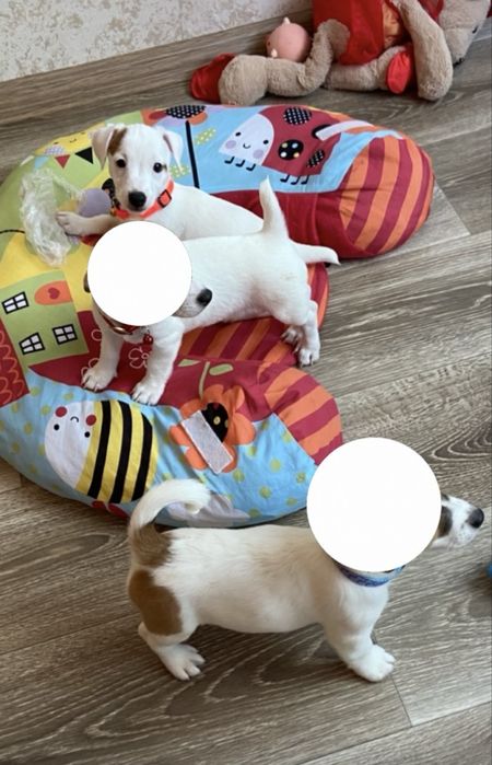 Красивая девочка джек рассел терьер ищет маму