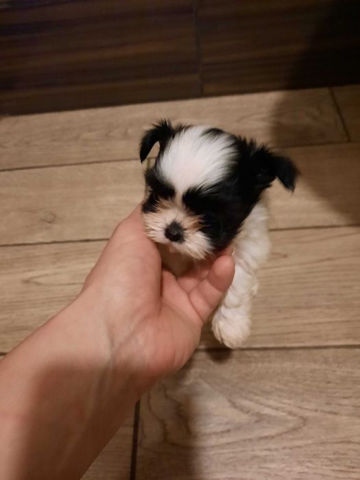 Szczeniak rasoey shih tzu do oddania.