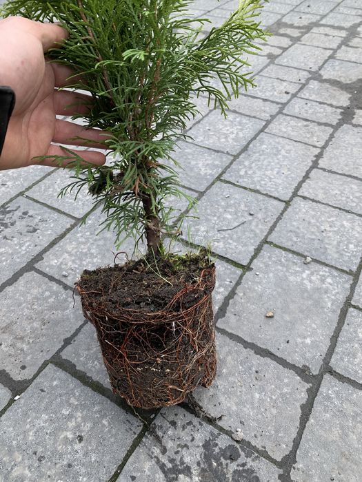 Tuja thuja szmaragd doniczki 90/100cm. 10zł szt polecam