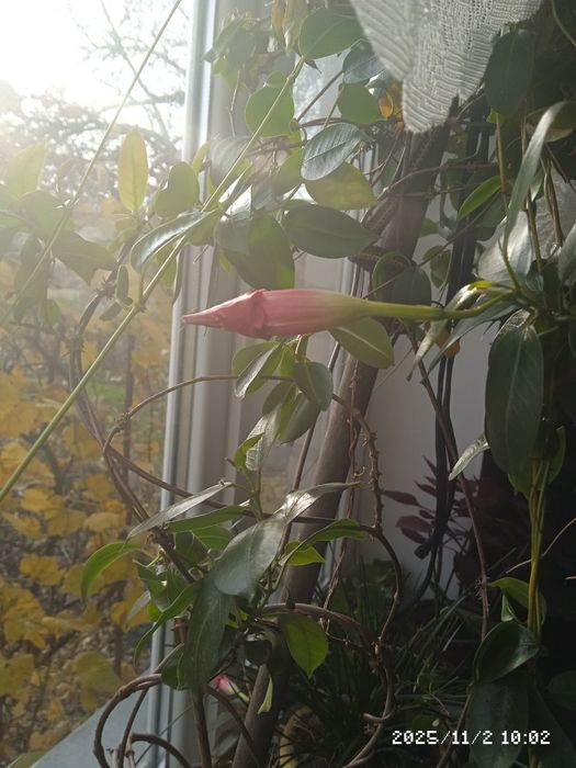 Дипладенія,колеус,сансівєра