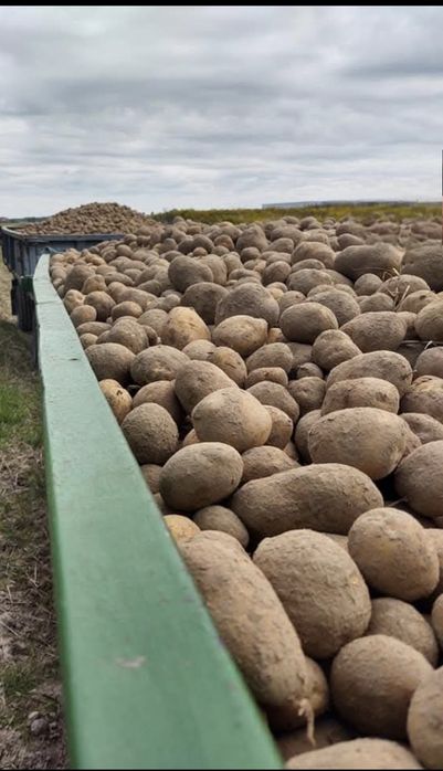 Ziemniaki VINETA i  Balerossa