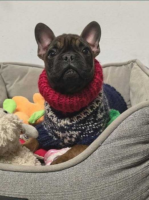 Buldog francuski