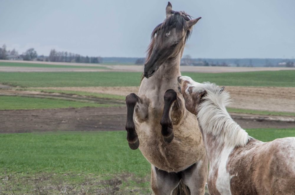 Kuc na sprzedaż tylko w dobre ręce