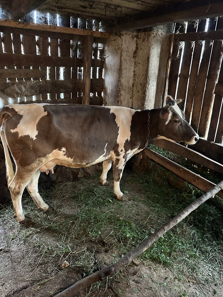 Маю на продажу 6 корів