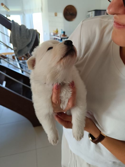 Białe owczareki szwajcarskie szukają domu