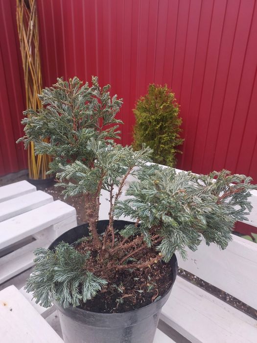 Бонсай, черенки хризантема мультифлора