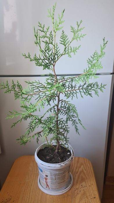 Туя укорененное растение