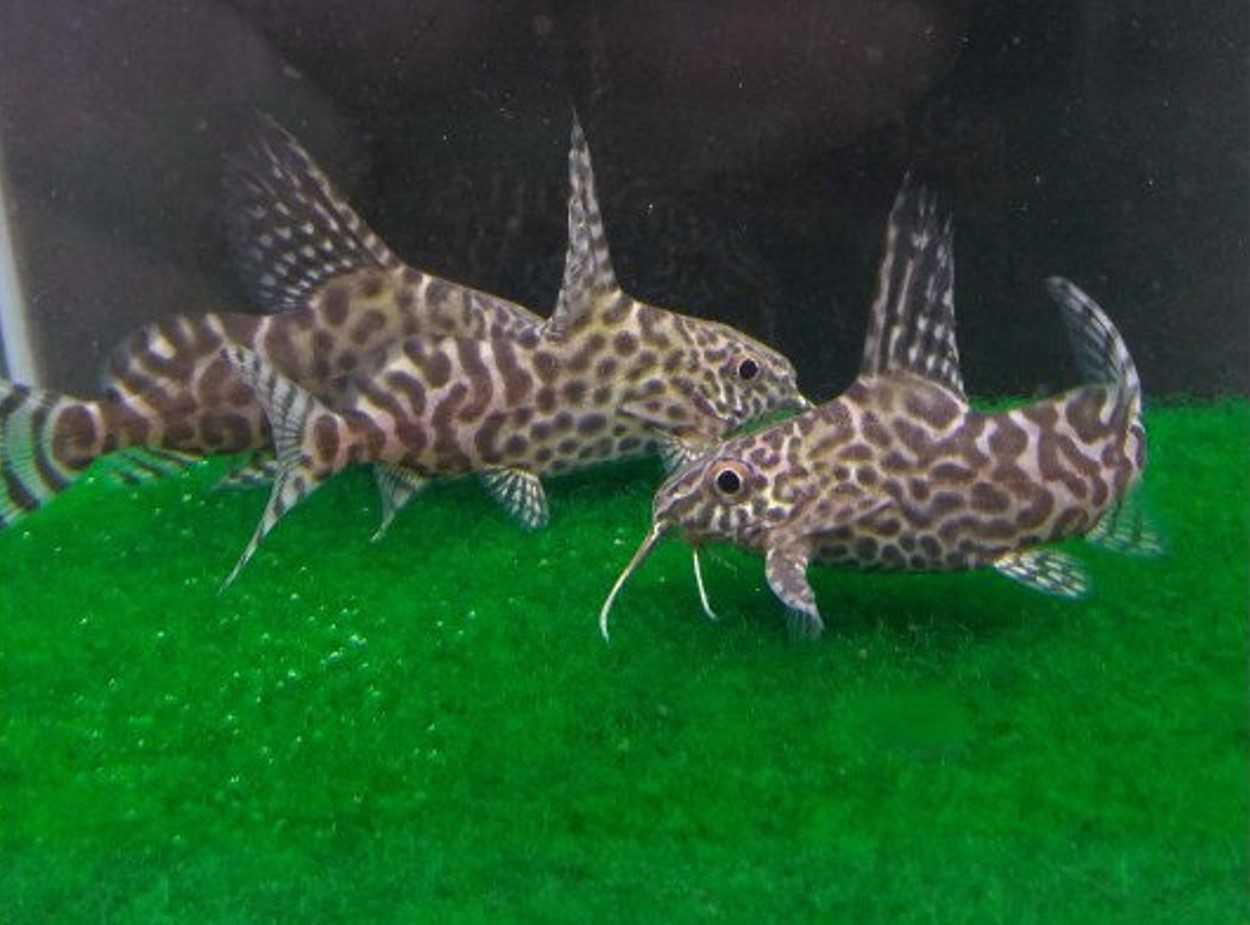 Giętkoząb wielkopłetwy - Synodontis euptera - Sumik - Sum - wysyłka