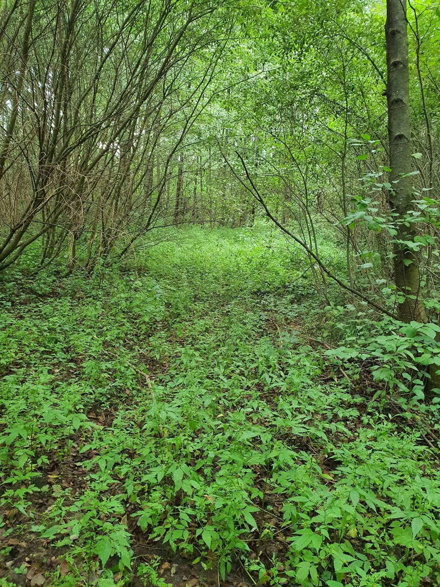 SPRZEDAM działkę 4756m2 Kamionka gm RadziejowiceplanprzestrzennyOkazja