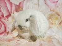Piękny króliczek, prawdziwy 100% Mini lop OKAZJA !!!