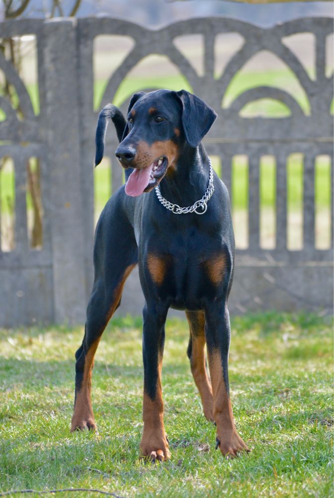 DOBERMAN zapowiedź miotu