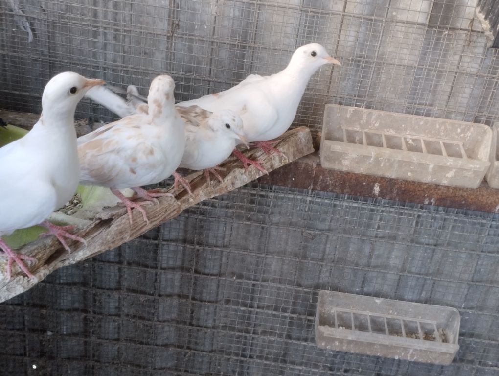 Vendo rolas mansas e rolas do brasil