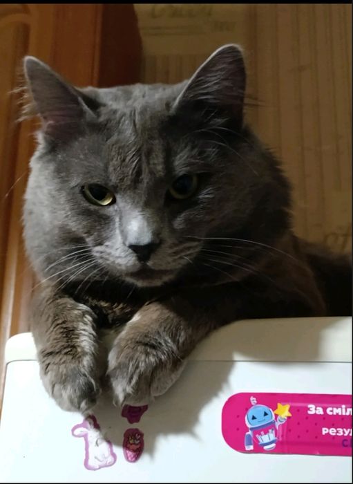 Отдам кошку бесплатно