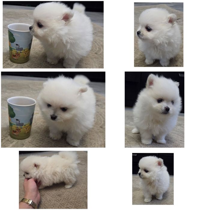 Szpic Miniaturowy Pomeranian