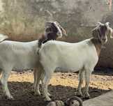 2 cabritas boer ( 9 meses ) ler anuncio
