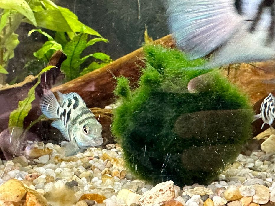 Pielęgnice papuzie blue tiger