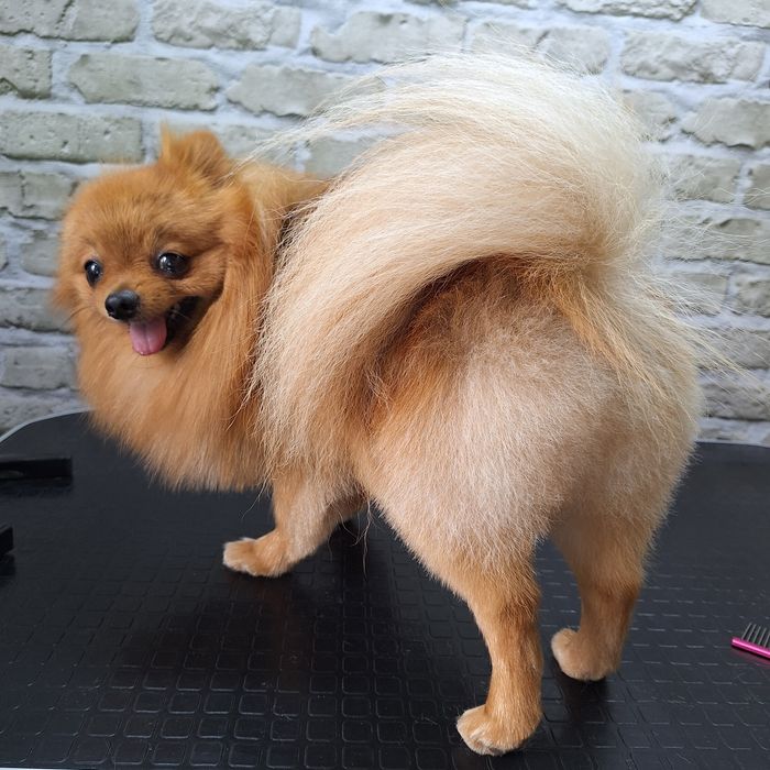 Грумінг Київ |груминг Киев : стрижка песиків