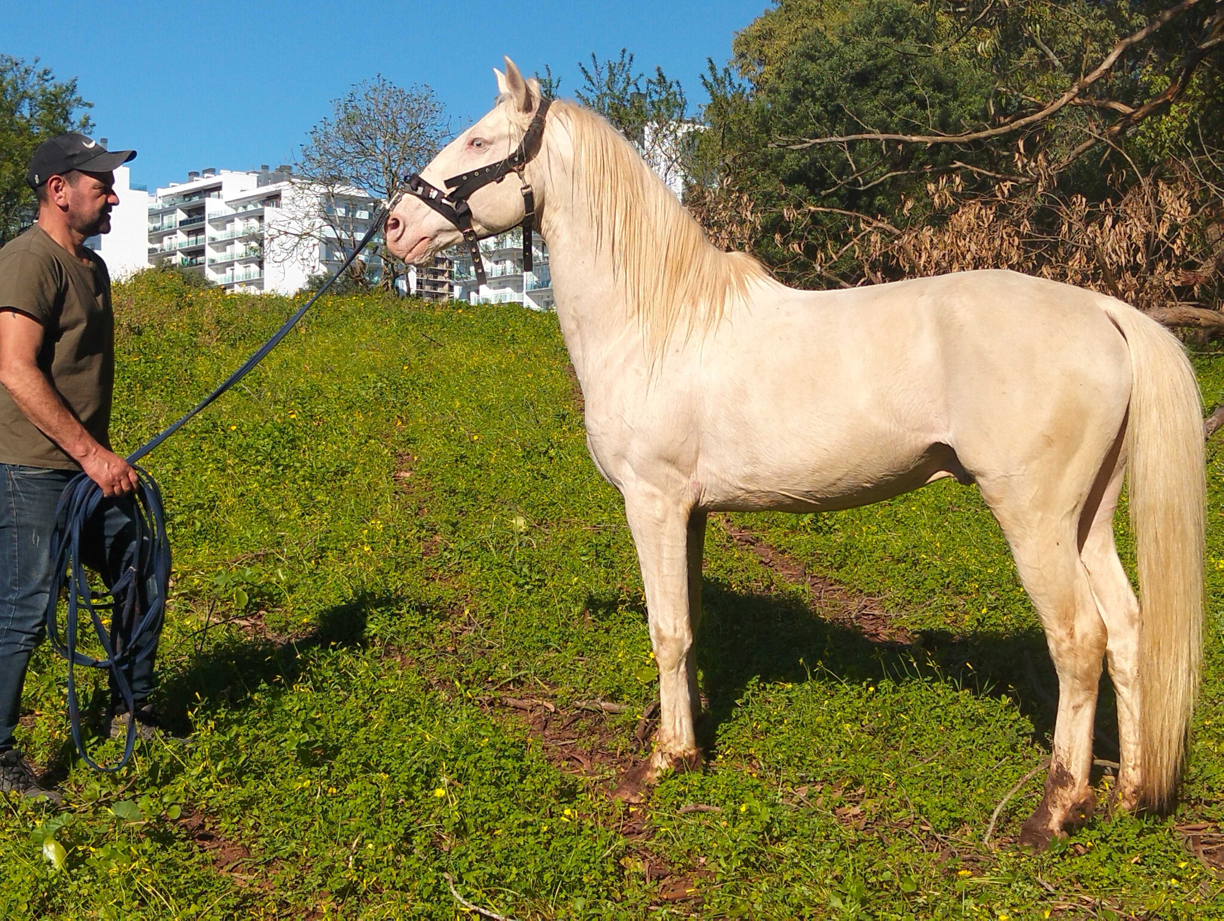 Cavalo Isabel com 14 anos