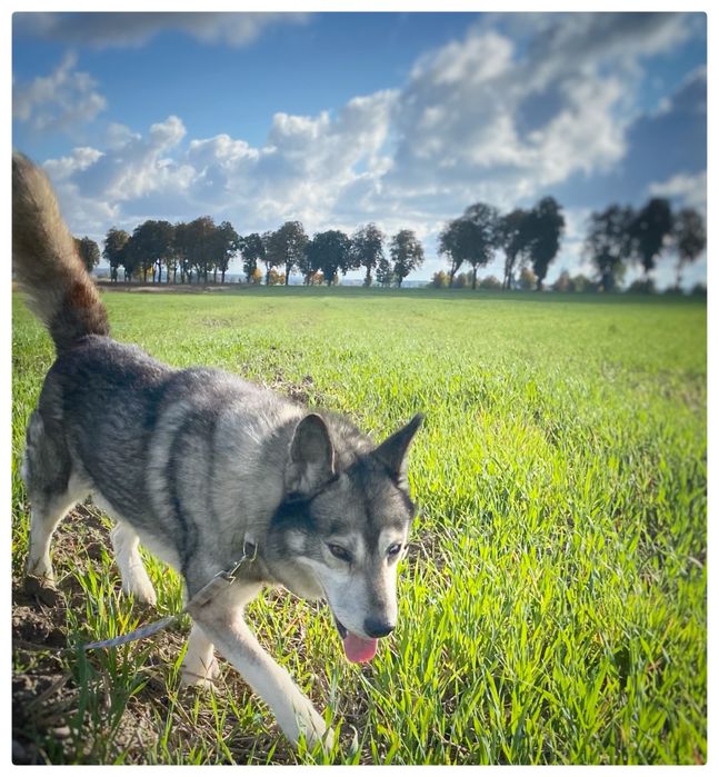 Haski - Lumen - pies do adopcji